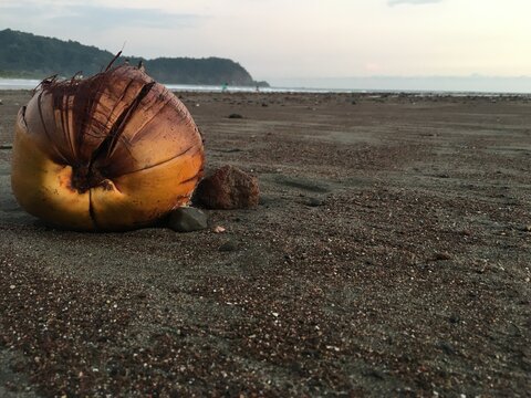 Dried coconut shell on beach