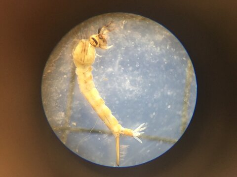 Microscopic view of aquatic microorganism