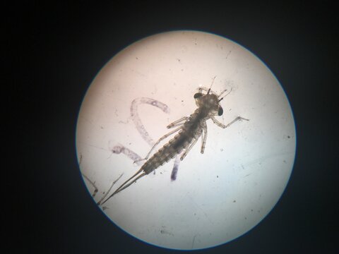 Microscope microorganism