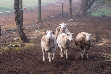 Small flock of sheep walking alongside fence line. Misty and foggy morning. Self shedding sheep at various stages of wool coverage. Muddy dirt track.