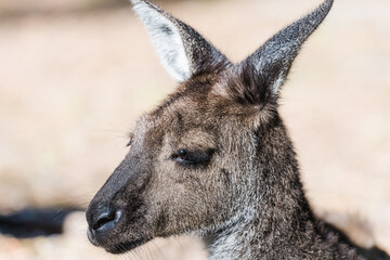 Close-up of Western Grey Kangaroo. One of the largest macropods in Australia.