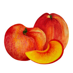 Fresh juicy peaches watercolor illustration. Hand drawn ripe tropical fruits, nectarine slice with juicy pulp. Sweet berry clipart isolated on transparent background. For prints, posters, web, card
