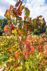 Grape vines in Perth Hills Wine Region. Autumn colours. End of growing season.