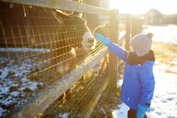 A child is having fun on a farm with animals on winter day. A little boy is stroking a donkey. Kids and animals. Entertainment for children on school holidays.