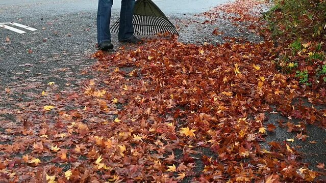 Middle aged woman raking up wet fallen maple leaves off street, curb, and gutter, reducing flooding in slow motion
