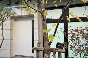 シナノキ