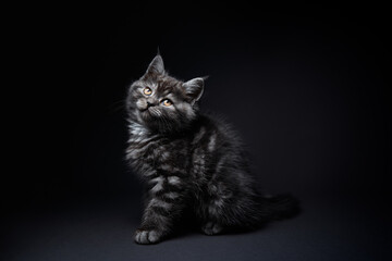 Fototapeta na wymiar Studio shot of adorable scottish black tabby kitten on dark background.