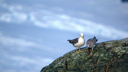 Kelp gull (Larus dominicanus) adult and juvenile perched on a rock at Cierva Cove, Antarctica