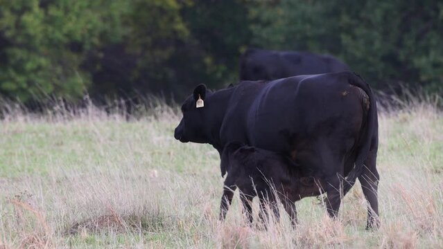 Black angus calf suckling from mother at free range farm. Raising cattle, farming business.