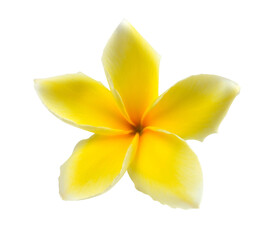 Tropical flowers frangipani (plumeria) isolated on transparent png - obrazy, fototapety, plakaty