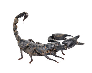 Scorpion Pandinus imperator isolated on transparent png