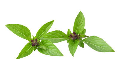  basil leaves isolated on transparent png