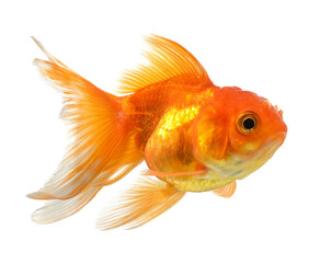 gold fish isolated on transparent png - 548898453