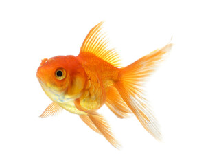 gold fish isolated on transparent png - 548898491