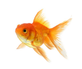 gold fish isolated on transparent png