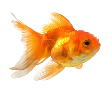 gold fish isolated on transparent png