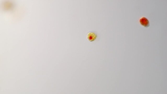 haematococcus DIC 2022 #4