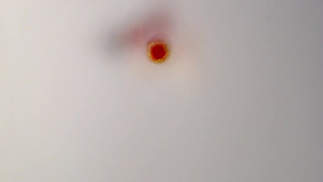 haematococcus DIC 2022