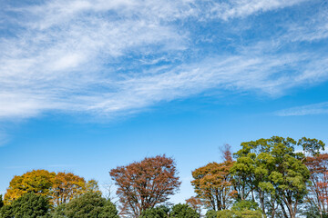 紅葉・空