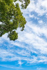 空・ケヤキ・坂