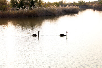 Black swans swim in the water