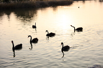 Black swans swim in the water