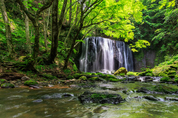 達沢不動滝
waterfall in the forest