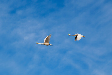 Fototapeta na wymiar 白鳥 seagull in flight