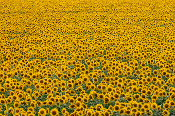 ひまわり畑
field of sunflowers