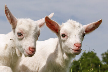 子ヤギ
two goats