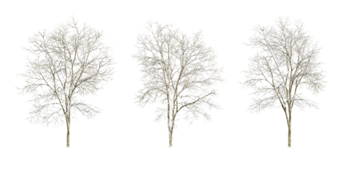 Winter tree isolated on white