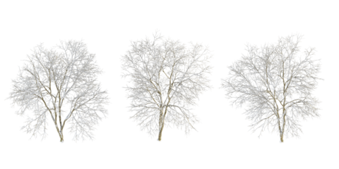 Winter tree  with snow isolated on white