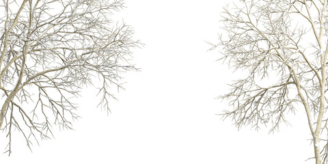 Winter tree branches with snow isolated  