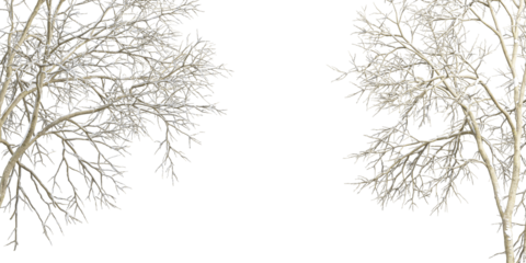 Winter tree branches with snow isolated  