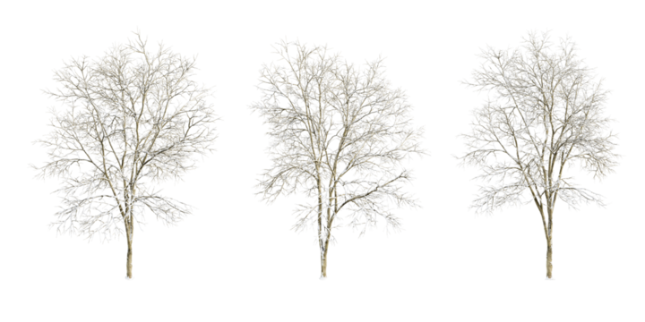 Winter tree isolated on white