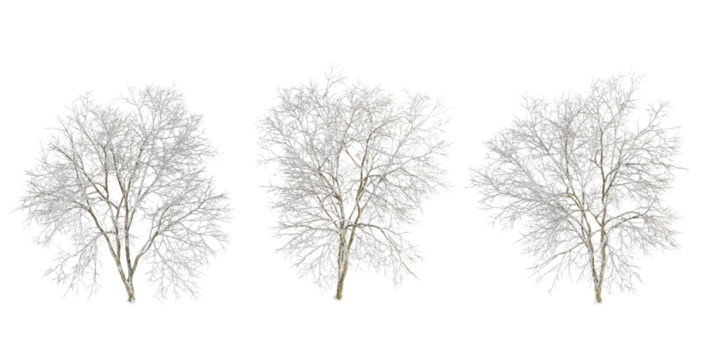 Winter tree  with snow isolated on white