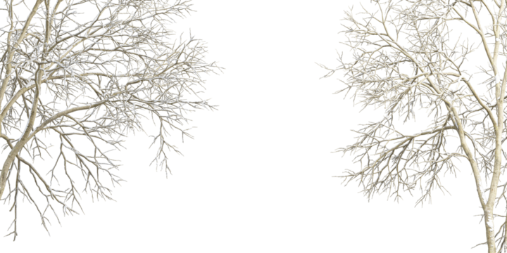 Winter tree branches with snow isolated  