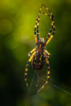 A Yellow Garden Spider (Argiope aurantia) stretches out on her web. Raleigh, North Carolina.