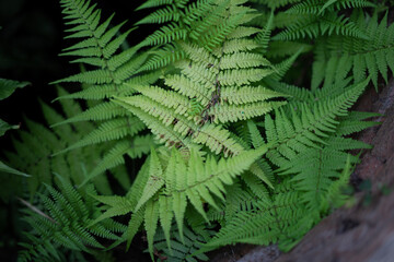 Tropical plants with abstract patterns for the background. Fern plants are stuck in the walls for a natural background.