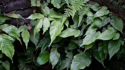 Tropical plants with abstract patterns for the background. Flower arrangements are stuck in the wall for a natural background.