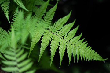 Tropical plants with abstract patterns for the background. Fern plants are stuck in the walls for a natural background.