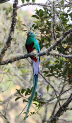 Electric blue quetzal perched on a tree eating a seed in Costa Rica