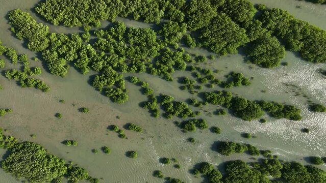 Static Cinematic Aerial Drone Top Down Shot of Mangroves in Brazil