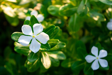 White periwinkle flowers bloom in the garden. Catharanthus roseus