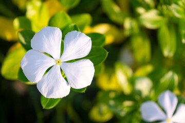 White periwinkle flowers bloom in the garden. Catharanthus roseus