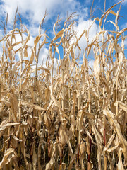 Dry maize cattle feed corn plants against blue summer sky