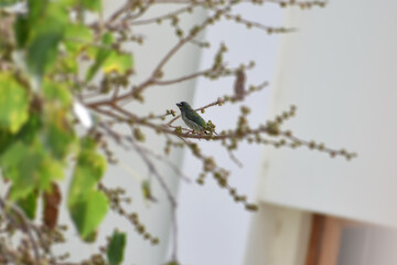 spider on the ground