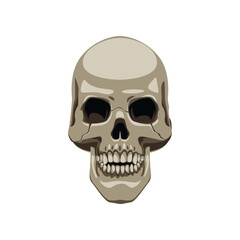 Realistic human skull cartoon illustration. Front view of human skeletal system. Skull on white background. Anatomy, science, biology concept
