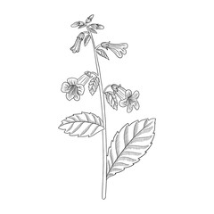 vector drawing plant of Chinese foxglove, Rehmannia glutinosa, herb of traditional chinese medicine, hand drawn illustration © cat_arch_angel