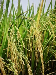 Yellowed rice that is ready to be harvested. Rice field backgrounds for nature themes